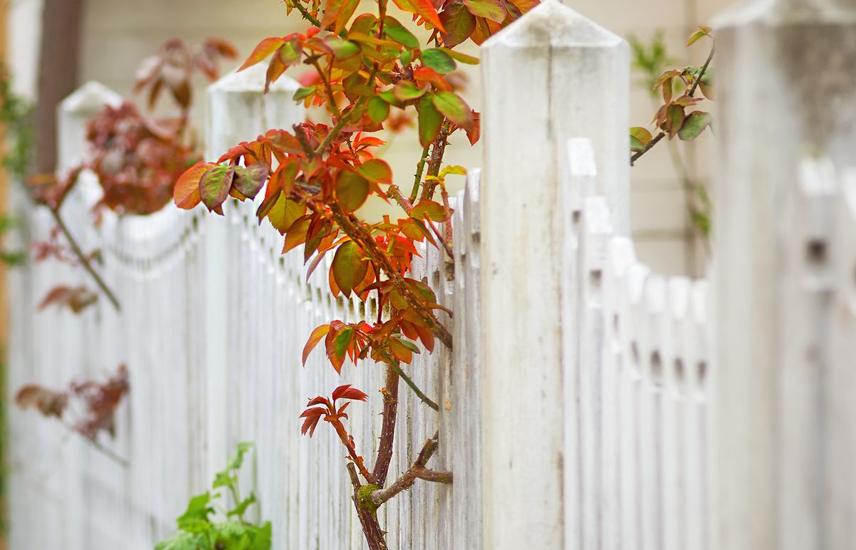 Close-up of an aged white picket fence with worn paint and a climbing rose growing through it